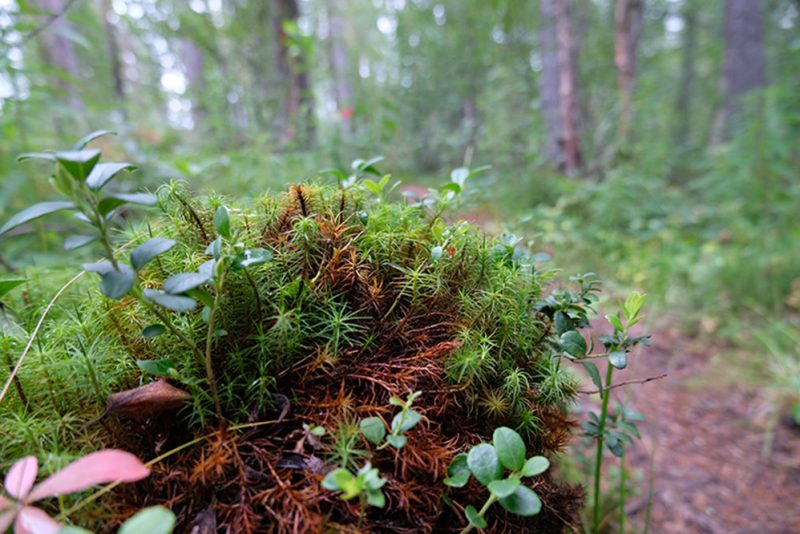 plant life on the Kungsleden Trail